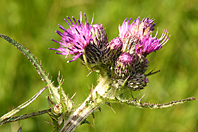 Cirsium palustre Cirsium palustre